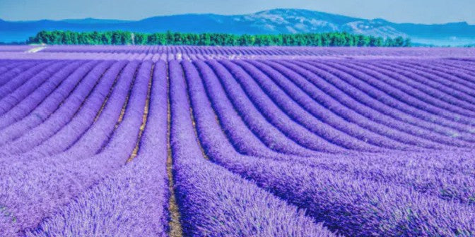 Lavender Provence Fieldscape (3 soap bundle)